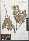 Foto von Salix glaucosericea Flod.